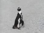 14 Emperor Penguin.jpg (313kb)